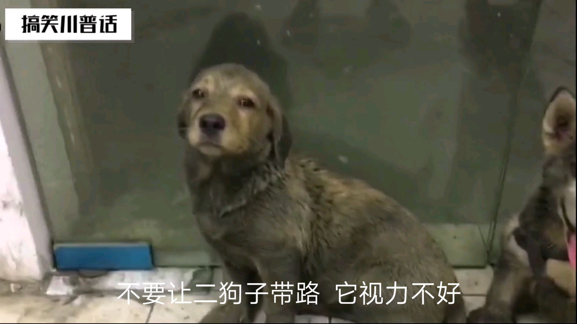 【搞笑】这就是让二狗子带路的下场